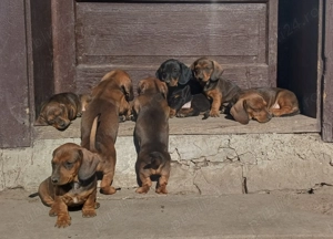 Puiuti teckel standard  - imagine 2