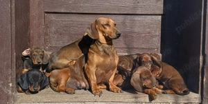 Puiuti teckel standard  - imagine 4