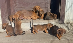 Puiuti teckel standard  - imagine 3