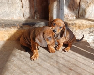 Puiuti teckel standard  - imagine 5