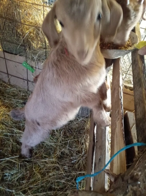 vand capre iedute - imagine 4