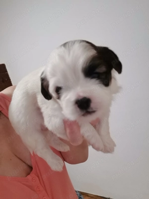 Vand catelusi rasa shitzu Pura  - imagine 3