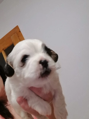 Vand catelusi rasa shitzu Pura  - imagine 5