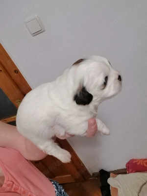 Vand catelusi rasa shitzu Pura  - imagine 4