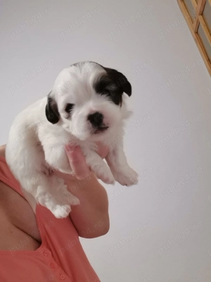 Vand catelusi rasa shitzu Pura 