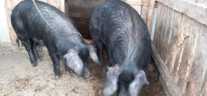 porci grasi - imagine 4