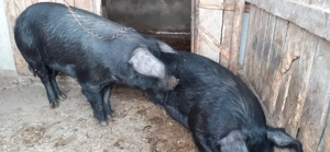 porci grasi - imagine 3