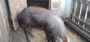 porci grasi - imagine 2