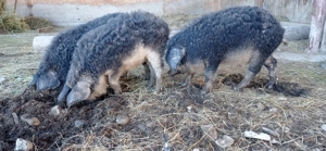 Porci mangalița godaci de 6 luni - imagine 2