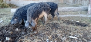 Porci mangalița godaci de 6 luni