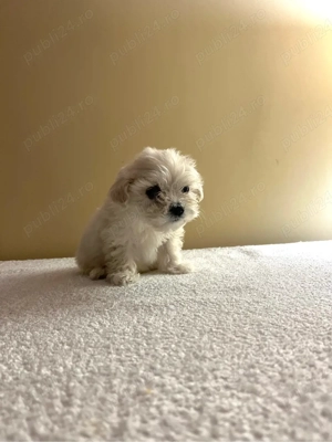 Vând bichoni maltez - imagine 3