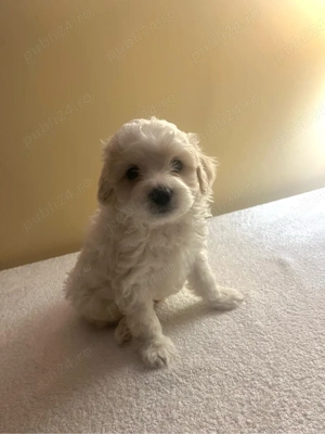 Vând bichoni maltez - imagine 2