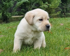 Pui Labradori Retriever - imagine 2