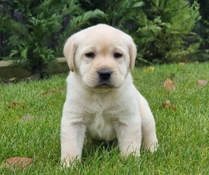 Pui Labradori Retriever