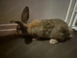 Disponibili 2 masculi