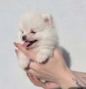 Pui Mini Spitz Pomeranian - imagine 3