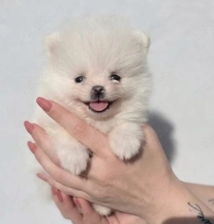 Pui Mini Spitz Pomeranian