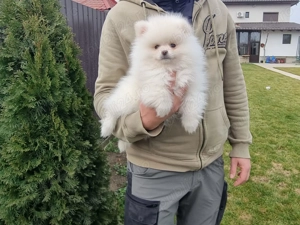 Pui Pomeranieni Mini Spitz - imagine 3