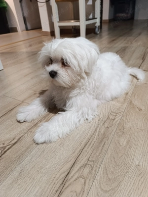 Bichon maltese  - imagine 5