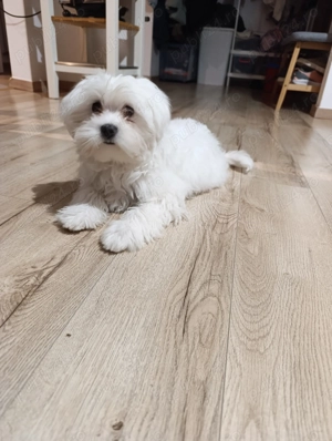 Bichon maltese  - imagine 2