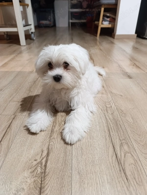 Bichon maltese  - imagine 3