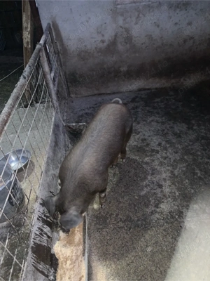 Vand porc 50-60 kg - imagine 2