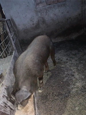 Vand porc 50-60 kg - imagine 3