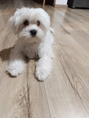 Bichon maltese  - imagine 4
