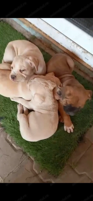 4 fetite pui Cane Corso 