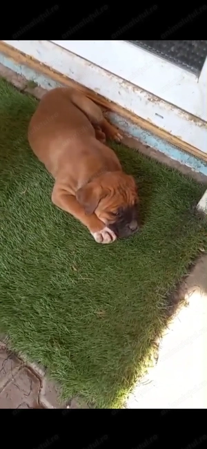 4 fetite pui Cane Corso  - imagine 4