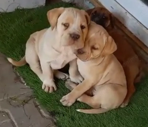 4 fetite pui Cane Corso  - imagine 2