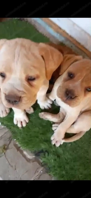 4 fetite pui Cane Corso  - imagine 5