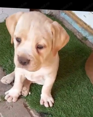 4 fetite pui Cane Corso  - imagine 3