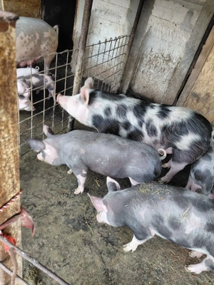 vând purcei de rasa - imagine 4