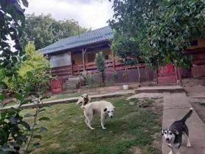 casa de vanzare  - imagine 2