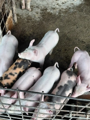 vind purcei  - imagine 2