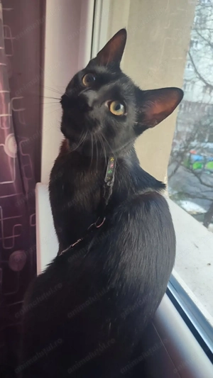 Simba, un bulgaras plin de iubire - imagine 3