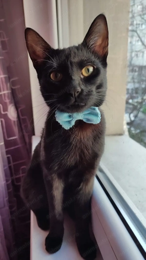 Simba, un bulgaras plin de iubire - imagine 2