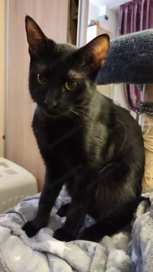 Simba, un bulgaras plin de iubire - imagine 4