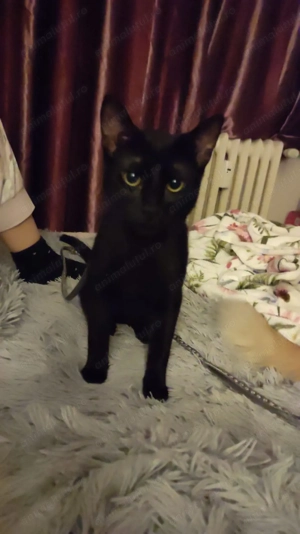 Simba, un bulgaras plin de iubire - imagine 5