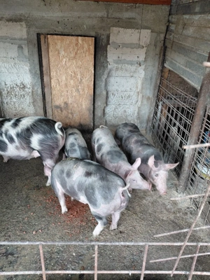 Vind purcei Pietran Belgian Pur - imagine 5