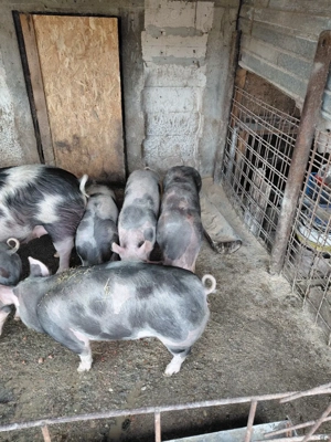 Vind purcei Pietran Belgian Pur - imagine 4