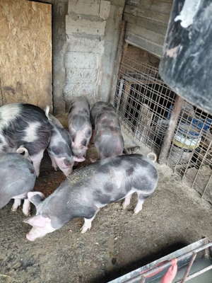 Vind purcei Pietran Belgian Pur - imagine 3