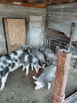 Vind purcei Pietran Belgian Pur