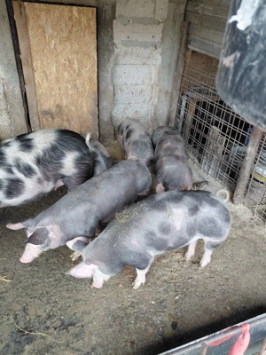 Vind purcei Pietran Belgian Pur - imagine 2