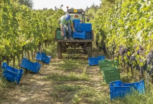  Muncitori Necaificati in Agricultura - imagine 2
