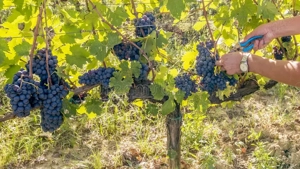  Muncitori Necaificati in Agricultura