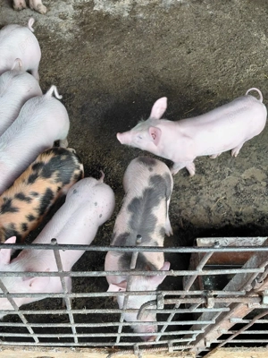 vind purcei  - imagine 4