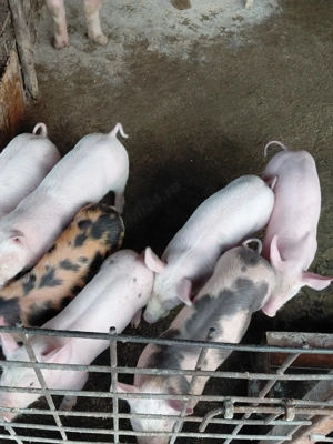 vind purcei  - imagine 5