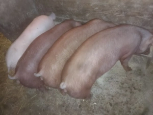 Disponibile 3 Scrofițe DUROC Pur 55 60 kg și un mascul MARELE ALB  - imagine 2